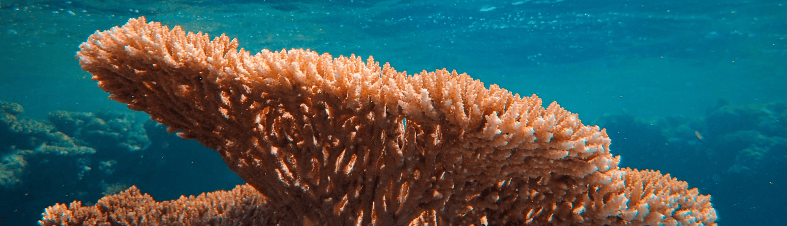 Coral under the sea